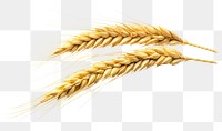 PNG  Ear of wheat food white background agriculture. AI generated Image by rawpixel.