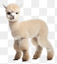 PNG Baby alpaca portrait animal mammal. AI generated Image by rawpixel.