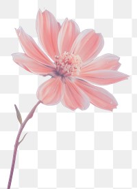 PNG Flower outdoors blossom nature. AI generated Image by rawpixel.