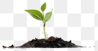 PNG  Water drop on newly planted sprout leaf soil beginnings. AI generated Image by rawpixel.