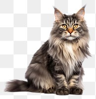PNG Blue tortie Maine Coon cat sitting mammal animal. AI generated Image by rawpixel.