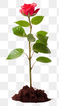 PNG  Rose sapling flower plant leaf. AI generated Image by rawpixel.