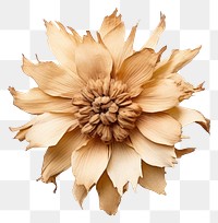 PNG  Treasure flower brooch petal plant. AI generated Image by rawpixel.