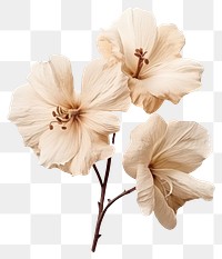 PNG  Tree mallow hibiscus blossom flower. AI generated Image by rawpixel.