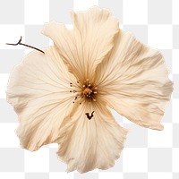 PNG  Tree mallow hibiscus flower petal. AI generated Image by rawpixel.