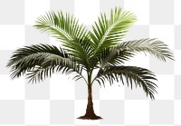 PNG Java Palm plant leaf tree. 