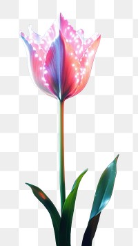 PNG Glowing magic tulip in field outdoors blossom flower. AI generated Image by rawpixel.