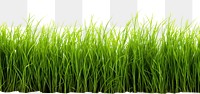 PNG Green grass plant lawn white background. AI generated Image by rawpixel.