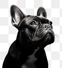 PNG French bulldog monochrome animal mammal. AI generated Image by rawpixel.