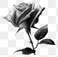 PNG Rose monochrome flower plant. AI generated Image by rawpixel.