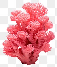 PNG Individual pink coral nature food sea. AI generated Image by rawpixel.