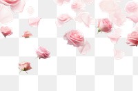 PNG  Roses backgrounds flower petal. AI generated Image by rawpixel.