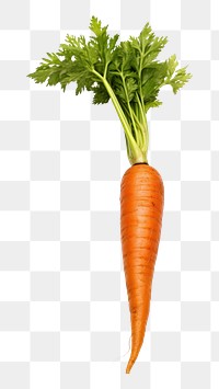 PNG Single carrot vegetable plant herbs. AI generated Image by rawpixel.