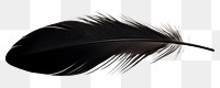 PNG Single of black feather bird white background lightweight. AI generated Image by rawpixel.