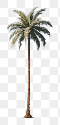 PNG Palm trese beach outdoors horizon. AI generated Image by rawpixel.
