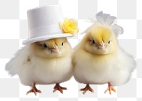 PNG Baby chick animal bird togetherness. AI generated Image by rawpixel.