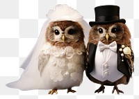 PNG Baby collared owlet wedding animal white. AI generated Image by rawpixel.