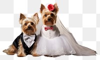 PNG Puppy yorkshire terrier wedding mammal animal. AI generated Image by rawpixel.
