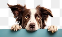PNG  Border collie dog mammal animal. AI generated Image by rawpixel.