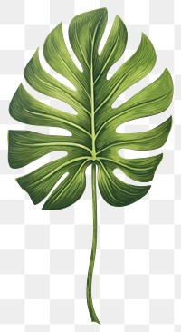 PNG Tropical leave plant leaf xanthosoma. AI generated Image by rawpixel.