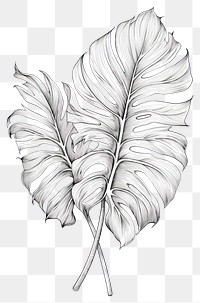 PNG Tropical leave drawing sketch plant. AI generated Image by rawpixel.