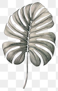 PNG Tropical leave drawing sketch plant. AI generated Image by rawpixel.