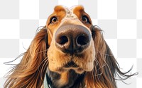 PNG  Long hair hound dog outdoors mammal. AI generated Image by rawpixel.