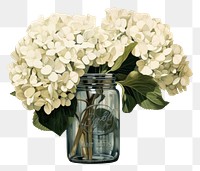 PNG  White hydrangea flower jar plant. 