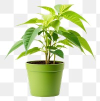 PNG Potted plant herbs leaf white background. AI generated Image by rawpixel.