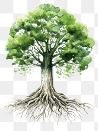 PNG A Big green tree with roots beneath drawing sketch plant. AI generated Image by rawpixel.