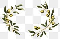 PNG Circle olive branch plant leaf white background. AI generated Image by rawpixel.