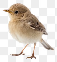 PNG A cute tiny bird sparrow animal beak. 