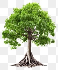 PNG A Big green tree with roots beneath bonsai plant white background. AI generated Image by rawpixel.
