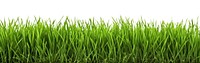 PNG A green grass field backgrounds plant lawn. 