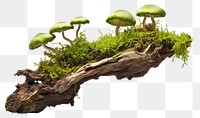 PNG A Green moss on rotten branch with mushroom fungus plant green. AI generated Image by rawpixel.