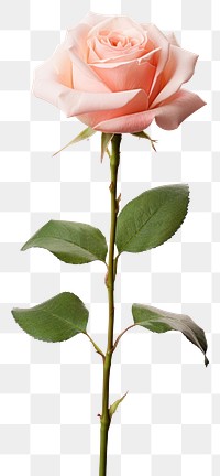 PNG A rose flower plant white background
