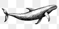 PNG Whale sketch drawing animal. AI generated Image by rawpixel.