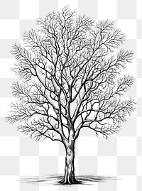 PNG A minimal tree sketch outdoors drawing. 