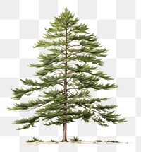 PNG Pine tree plant fir white background. AI generated Image by rawpixel.