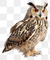 PNG  Eagle owl animal bird beak. 