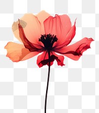 PNG Flower painting petal plant. AI generated Image by rawpixel.