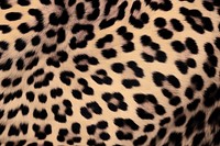PNG Leopard skin wildlife cheetah backgrounds. 