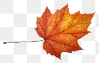 PNG Autumn leave watercolor leaves maple plant. AI generated Image by rawpixel.