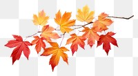 PNG Autumn leaves maple plant leaf. AI generated Image by rawpixel.