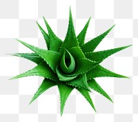 PNG  Aloe plant green leaf. AI generated Image by rawpixel.
