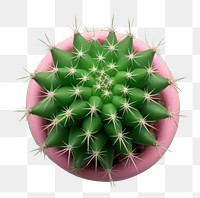 PNG  Cactus plant purple nature. AI generated Image by rawpixel.