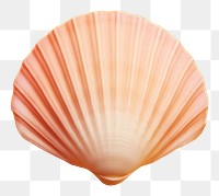 PNG  Shell clam invertebrate freshness. AI generated Image by rawpixel.