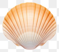 PNG  Shell seashell clam invertebrate. AI generated Image by rawpixel.