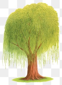 PNG Cartoon willow tree plant white background tranquility. AI generated Image by rawpixel.
