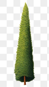 PNG Wavy thin and tall cypress tree plant fir  